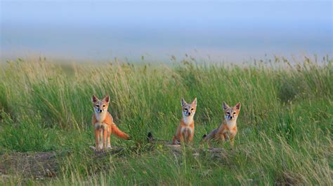 Swift Fox Pups In Grasslands National Park Near Val Marie In