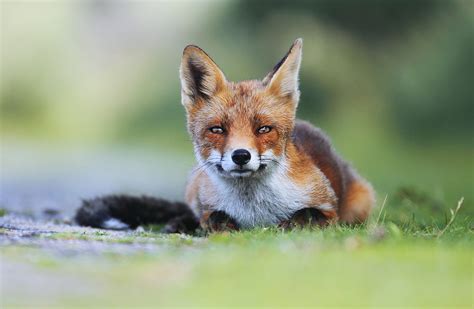 Red Fox Photography How To Photograph Red Foxes In Their Habitat