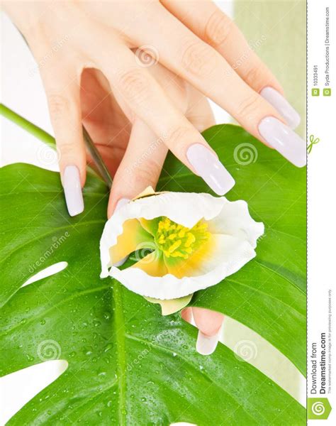Female Hands With Green Leaf And Flower Stock Image Image Of Leafage
