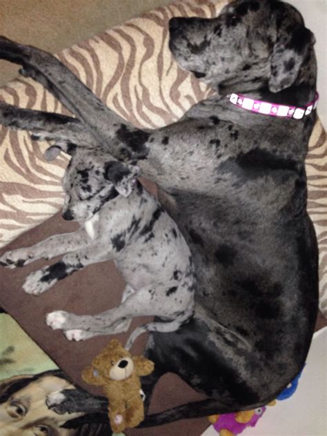 Aneli And Pea Great Danes Love To Cuddle Great Dane Cuddling Dane