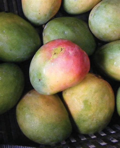 Maersk Container Industry Eyes Revolution Of Mango Trade
