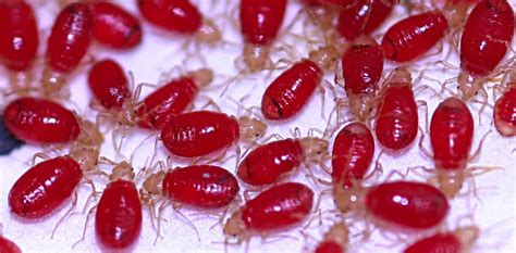 Baby Bed Bugs Everything You Need To Know Pestseek