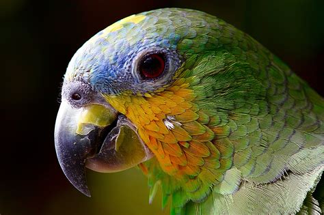 Close Up Detail Of Parrots Head Image Free Stock Photo Public