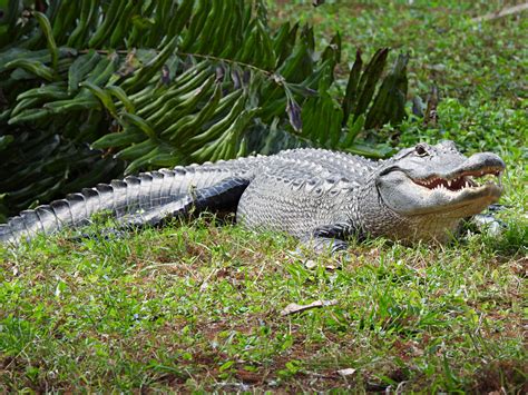 Gigantic 10 Foot Alligator Strolls Through Neighborhood In Viral Video