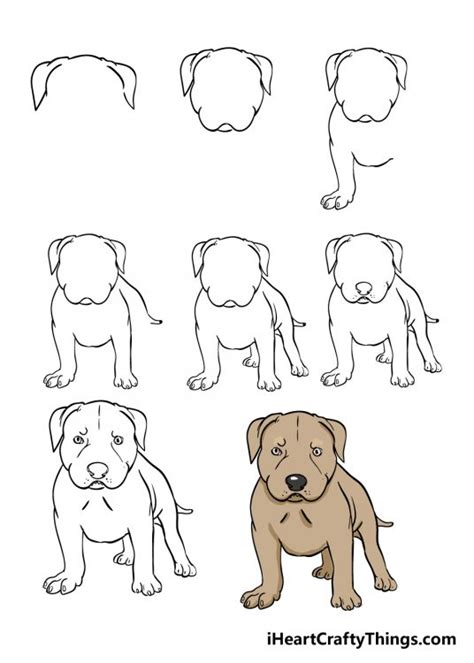 Pitbull Drawing How To Draw A Pitbull Step By Step
