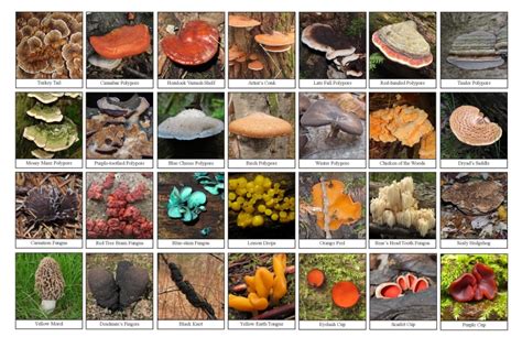 Fungi Biodiversity Sheet The Arboretum