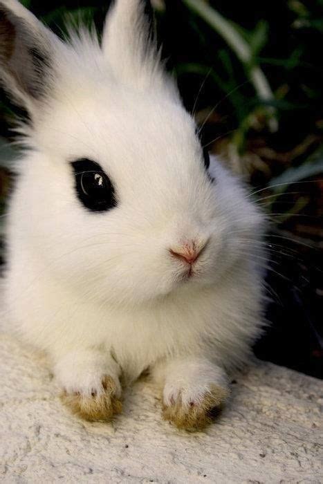 Cutest Little Rabbit Amo Los Animales Animales Bebé Bonitos Fotos De