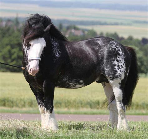 Beautiful Draft Big Horses Work Horses Horses And Dogs Animals And