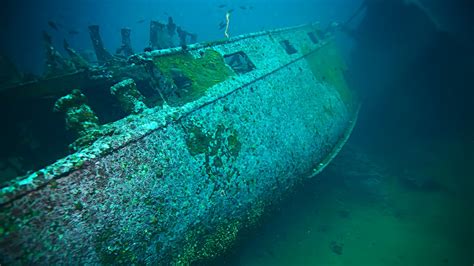 Why A Rare Fish Was Found Aboard A 500-Year-Old Shipwreck