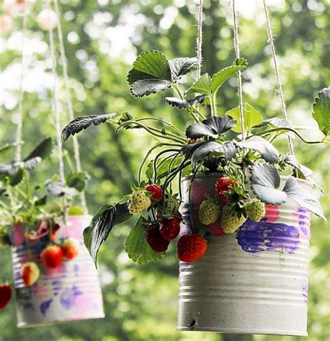 19 Smart Diy Ideas For Growing Strawberries In Small Space