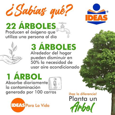 Details 48 Curiosidades Sobre Los árboles Abzlocalmx