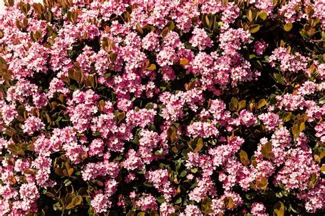 Indian Hawthorn Transplant Tips When To Transplant Indian Hawthorn Bushes