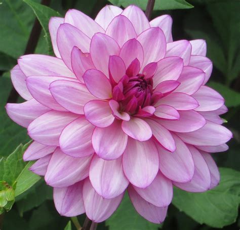 Dahliaflowerbloomblossompetals Free Image From