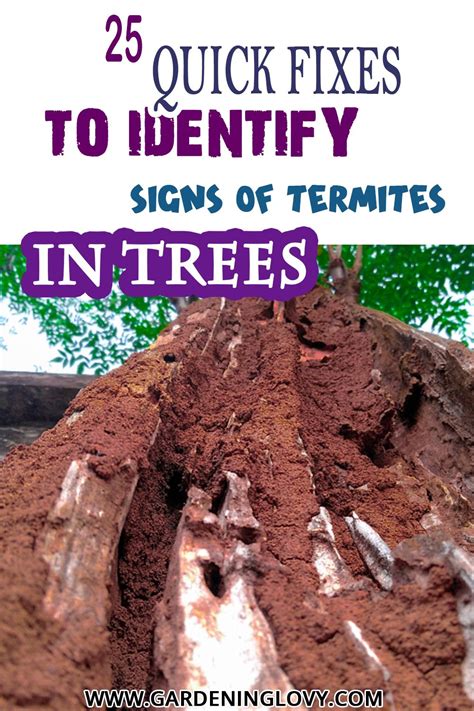 25 Ways To Get Rid Of Termites In Trees Signs Of Termites Termites Termite Treatment