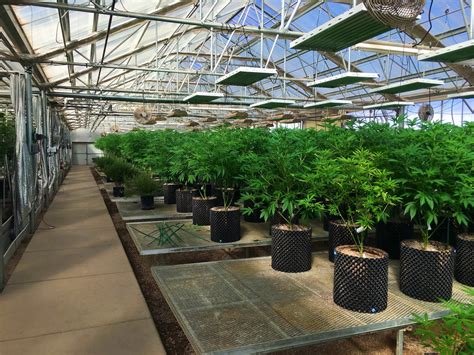 Ultra Health New Mexicos Largest Medical Cannabis Business Grows