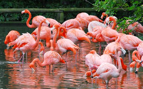 Flamingo Pictures Free Downloads 1920x1200 Download Hd Wallpaper