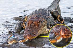 Crocodile Vs Alligator Fight Crocodile