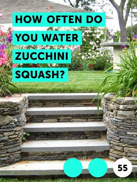 You should never have a schedule for watering them. Learn How Often Do You Water Zucchini Squash? | How to ...
