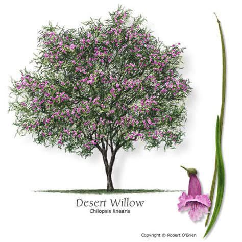 Maybe you would like to learn more about one of these? Desert Willow - Sonoran Desert Explorers
