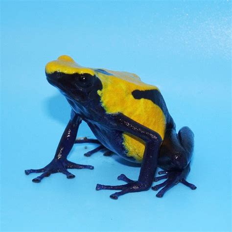 Citronella Poison Arrow Frogs Wild Caught Adults