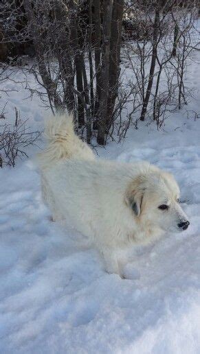 Great Pyrenees In The Snow Pyrenean Mountain Dog Mountain Dogs Great