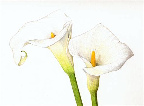 Simple Calla Lily Drawing At Getdrawings Free Download