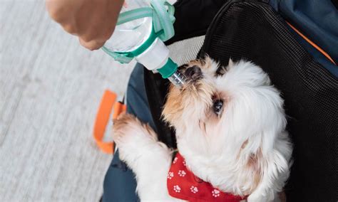 If you don't see something on that list and aren't sure, it's always best and safest to give them a call. How to Tell If a Dog is Sick - 10 Surprising Signs