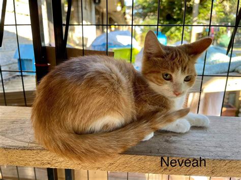 Kitten Adoption & Forever Homes - OAAT Pet Rescue