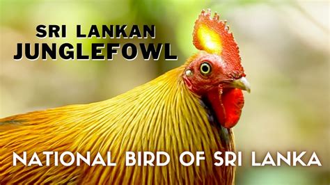 Sri Lankan Junglefowl National Bird Of Sri Lanka Youtube