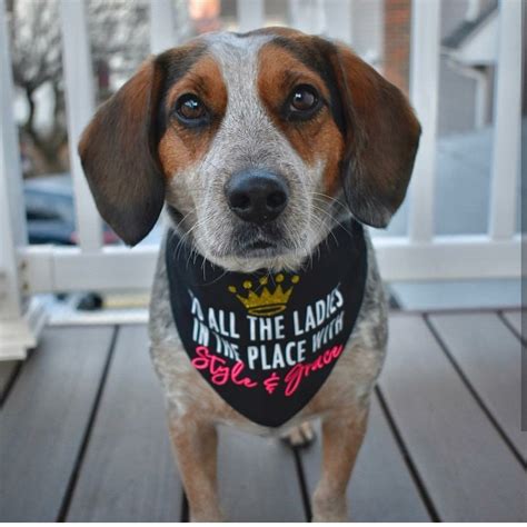 Our goal at pet n play is to emulate a pet's life at home and then add in lots of additional fun and attention that makes it just like home, only better! To All The Ladies In The Place with Style & Grace Bandana ...