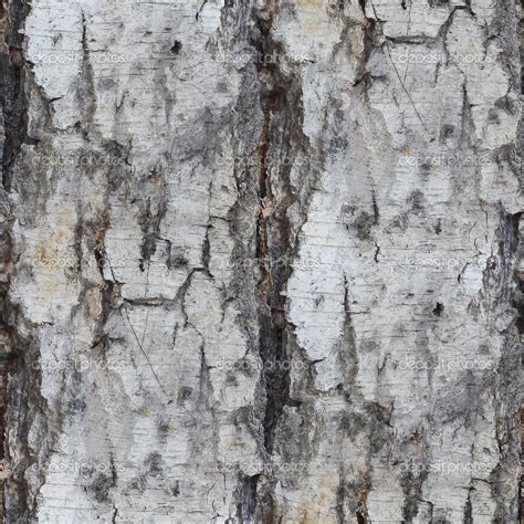 Free Download White Birch Bark Wallpaper Birch Tree Texture Seamless