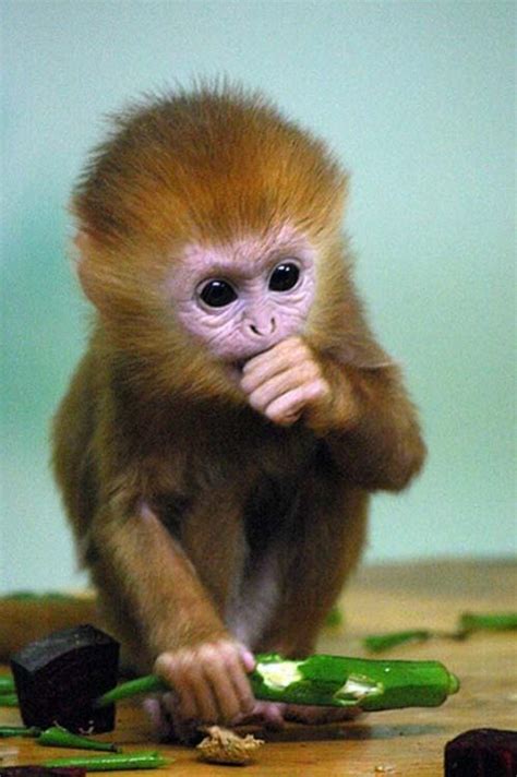 The 21 Most Adorable And Cute Baby Monkeys In The World Cute Baby
