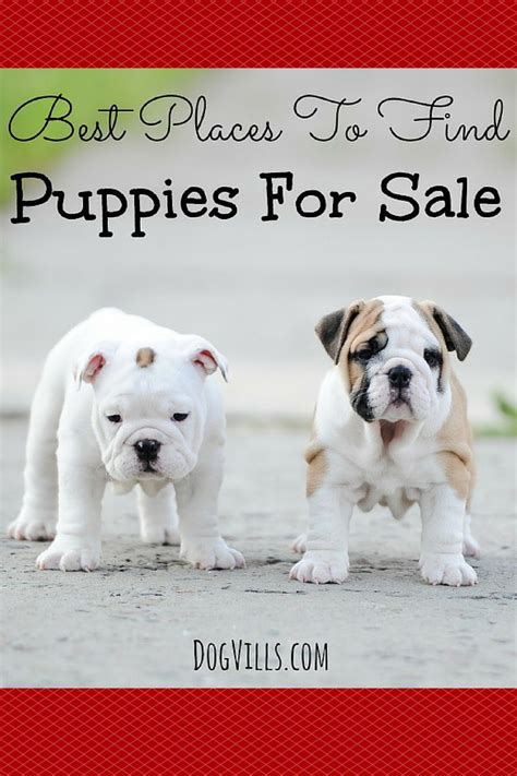 Advertise, sell, buy and rehome cavapoo dogs and puppies with pets4homes. Best Places To Find Puppies For Sale - Dog Vills