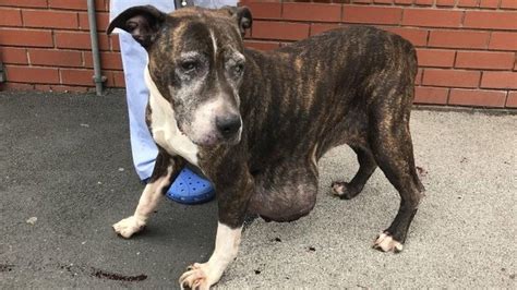 Dumped Bolton Dog Found With Shocking Tumour Bbc News