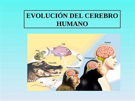 Calam O Evoluci N Del Cerebro Humano