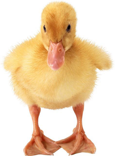 Small Yellow Duck Transparent Png Png Play