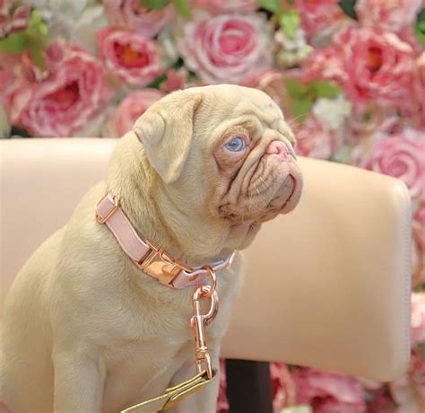 Rare Pink Pug Becomes An Instagram Sensation As Owner Documents His