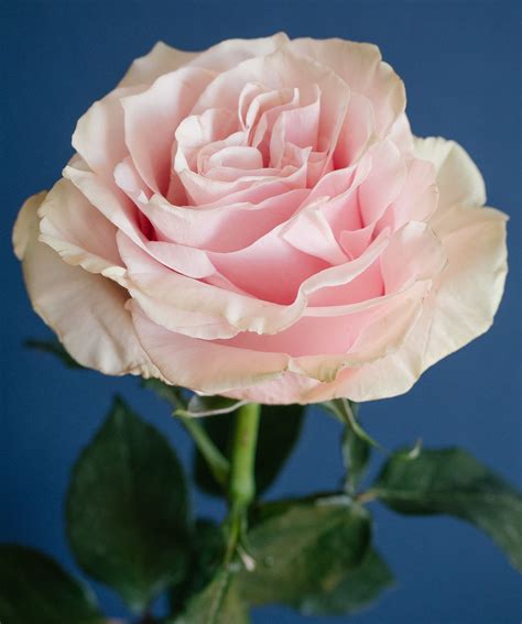 Flowerlink Blush Wedding Flowers Types Of Flowers Rose Varieties