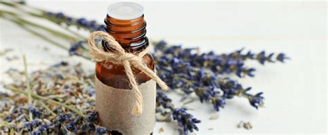 benefits and uses of lavender essential oil i sassy organics