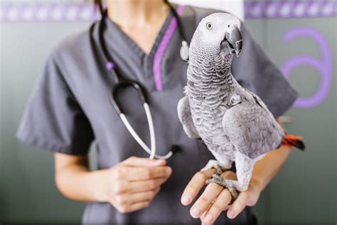 Bird Health Issues You Should Know About