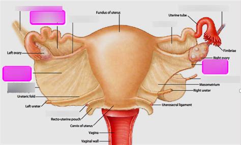 Suspensory Ligament Ureter