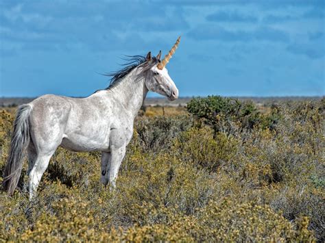 An Incredible Compilation of Authentic Unicorn Pictures - Over 999