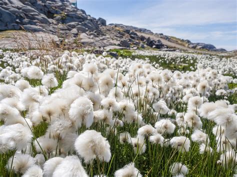 Best Time For Cottongrass Blooming In Greenland 2024 Roveme