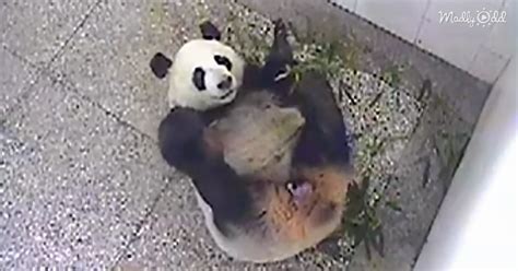 After 3 Days Of Labor This Panda Was Exhausted Then Elated When Her Daughter Is Born