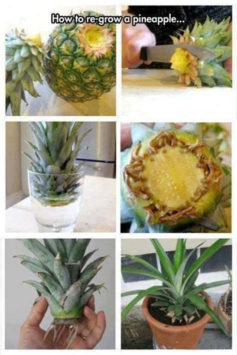 Growing A Pineapple In Water From A Pineapple Top Planting