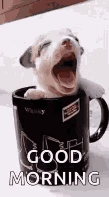 With tenor, maker of gif keyboard, add popular morning dog animated gifs to your conversations. Good Morning Puppy GIFs | Tenor