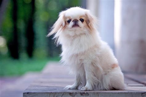 Japanese Chin Dog Breed Profile