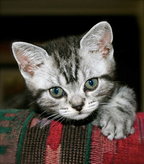 American Shorthair Silver Tabby Kitten On Couch 2014 Silver Shorthairs