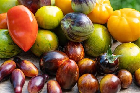 Freshly Picked Tomatoes Of Different Varieties And Colors On A Table In