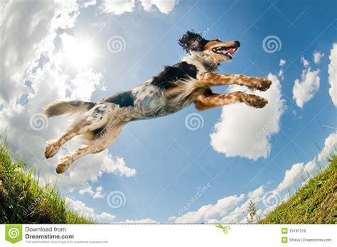 Jumping Dog Royalty Free Stock Images - Image: 15187219